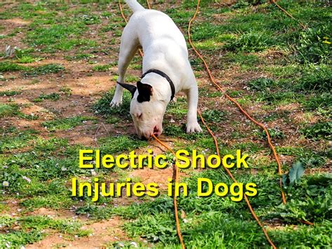 electric shock from dog