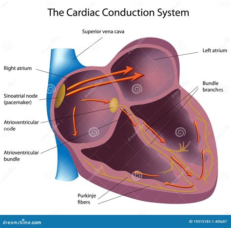 Electrical Activity Of The Heart Called