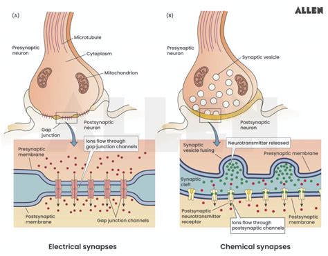 Electrical Synapse Characteristics