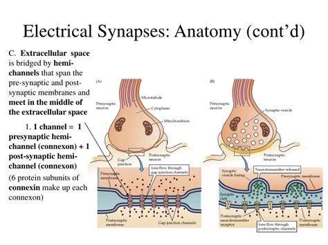 Electrical Synapses Anatomy