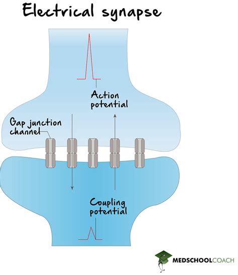 Electrical Synapses Model