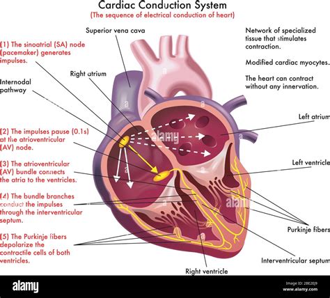 Unlocking the Mysteries: How Electrical Systems Keep Your Heart Beat Strong