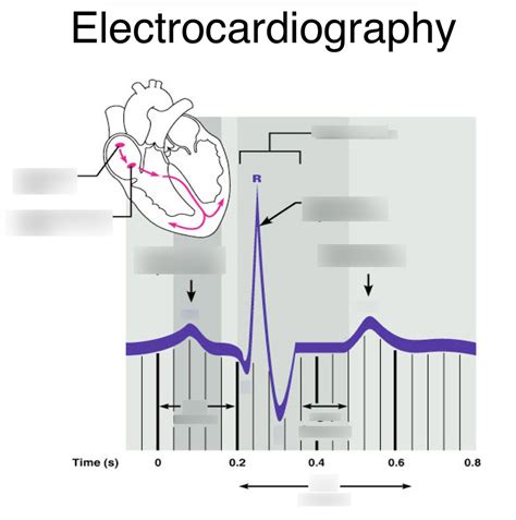 electrocardiography quizlet