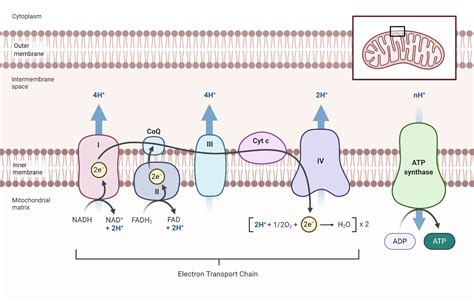 Electron transport chain definition, components, steps, FAQs