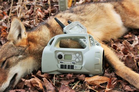 electronic calls for coyotes