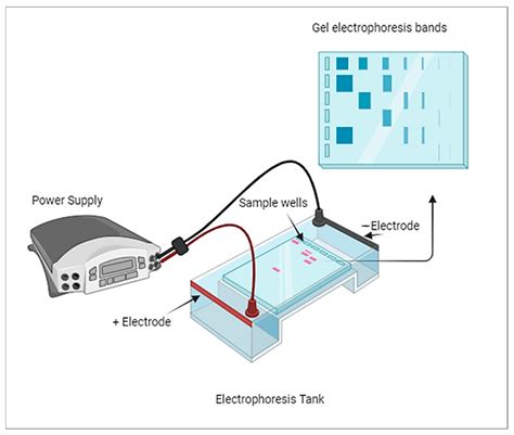 Electrophoresis Cell