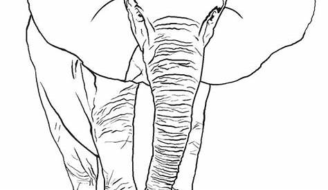 Malvorlage 07b. Elefant - Kostenlose Ausmalbilder Zum Ausdrucken - Bild