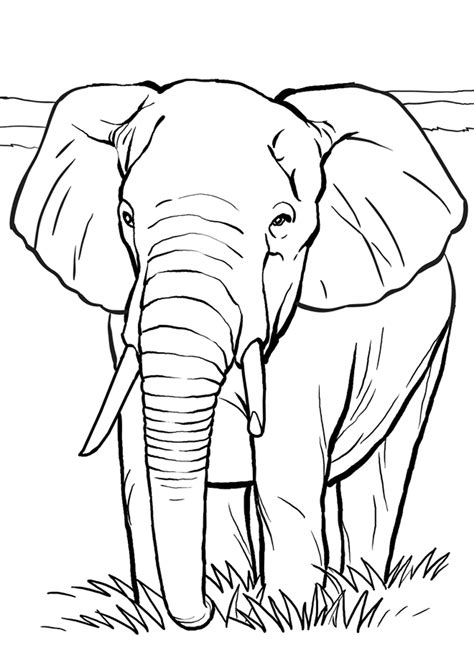 Stampa e colora Elefante