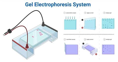 elektroforesis gel