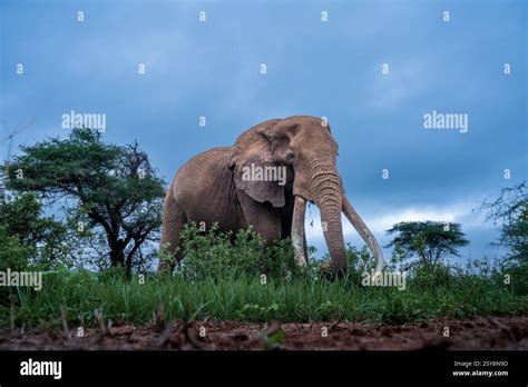 elephant amboseli