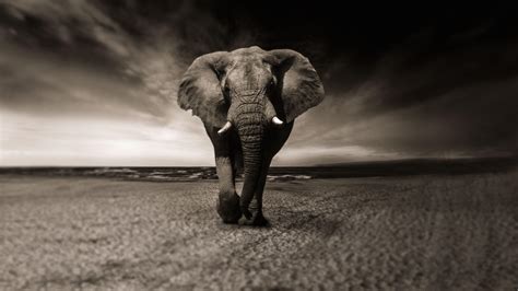 Elephant Wallpapers Wallpaper Cave