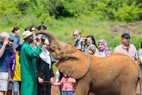 elephant conservation sheldrick trust