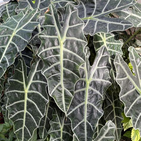 Elephant Ear Amazonica