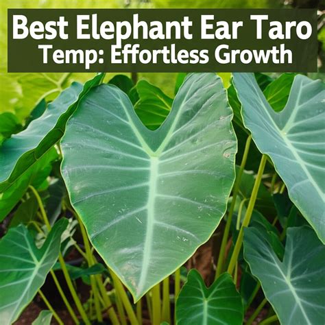 Elephant Ear Low Temp