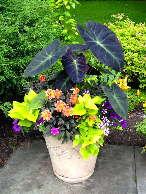 Elephant Ear Pot Ideas