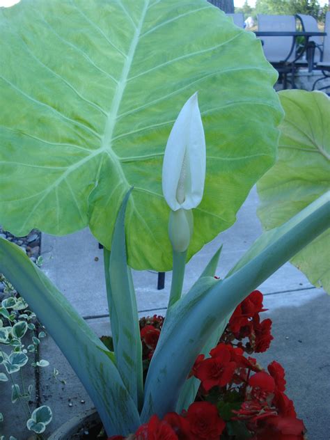 elephant ears bloom