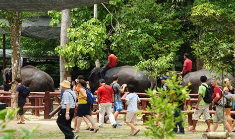 Elephant Encounter Malaysia