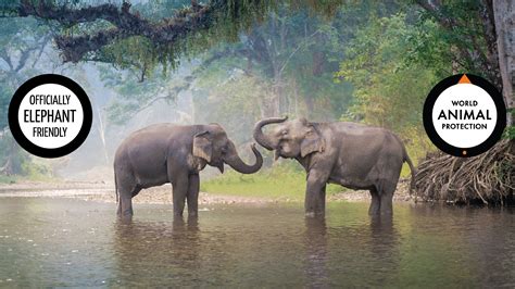 Elephant Friendly Activities