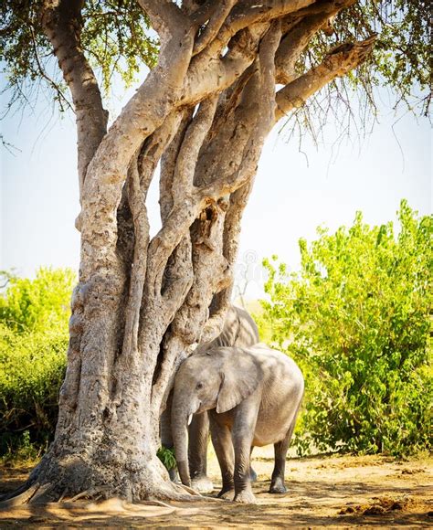 elephant hiding
