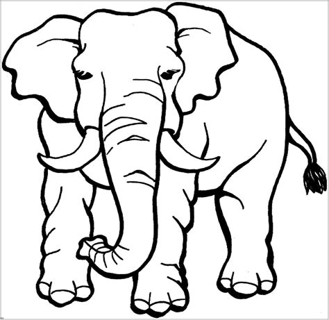 elephant image to colour