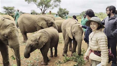 elephant interaction nairobi