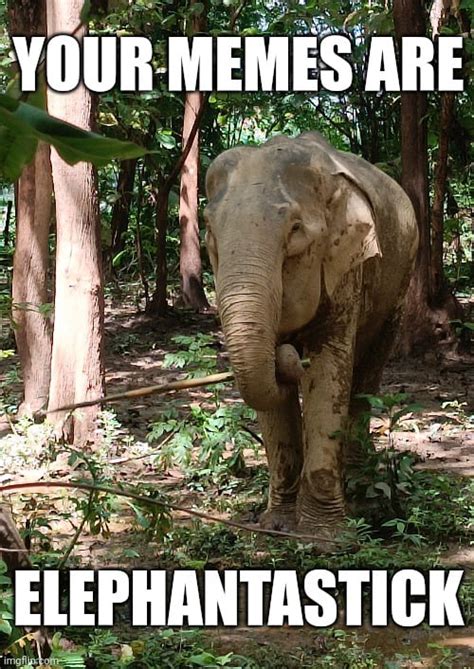 Elephant meme memes