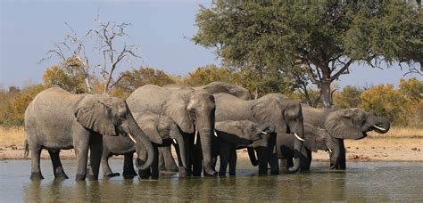elephant population in zimbabwe