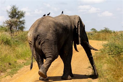Elephant Running