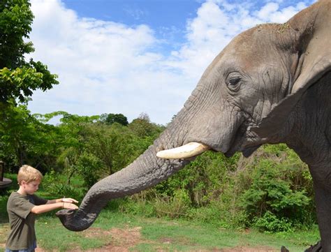 elephant sanctuary in south africa