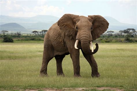 elephant scientific and common name