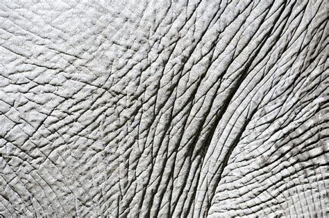 Elephant Skin Uses