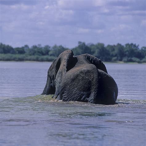 Elephant Swims