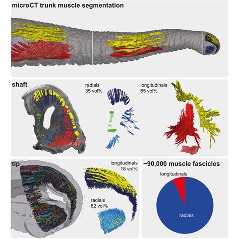 Elephant trunk evolution