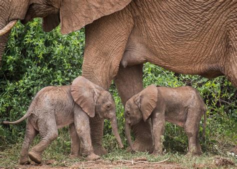 elephant twins born in kenya