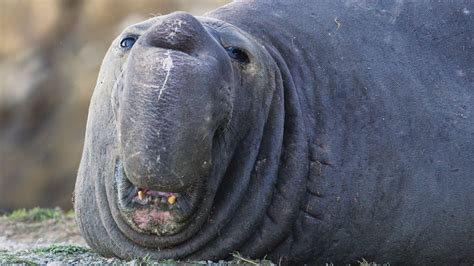 elephant walrus