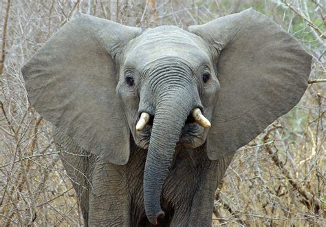 elephant with big ears