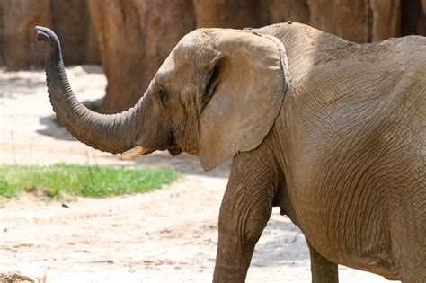 Elephant Trunk Up Wallpaper