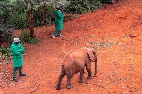 Elefantes del David Sheldrick Elephant Orphanage