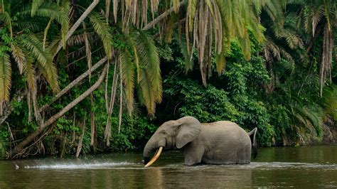 Elephants Amazon Rainforest