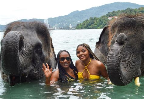elephants bathing phuket