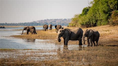 Elephants Chobe River