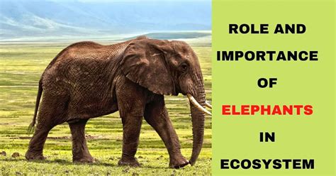 Elephants Importance In Ecosystem