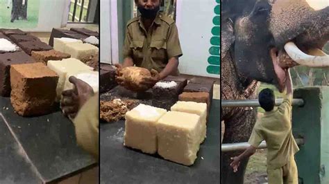 Elephants In The Kitchen