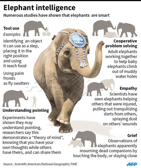 elephants memory facts