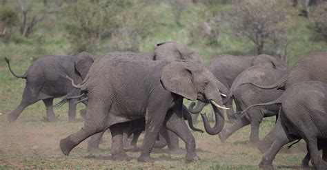 Elephants running