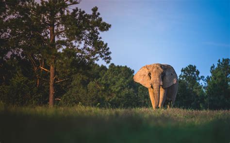 elephants tennessee