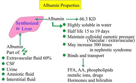 What Do Elevated Albumin Levels in Urine Indicate Exactly?
