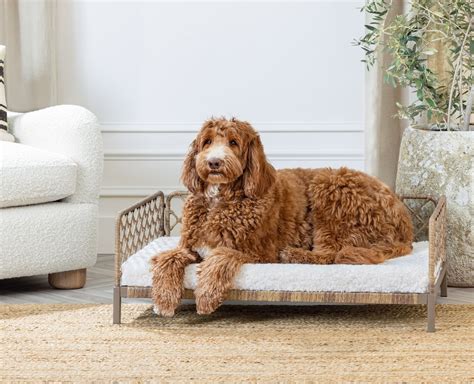 Elevated Pet Bed Aldi
