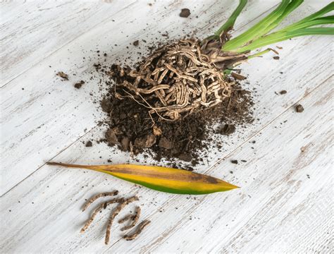 How to Get Rid of Root Rot with Household Items Houseplant Howto Ep