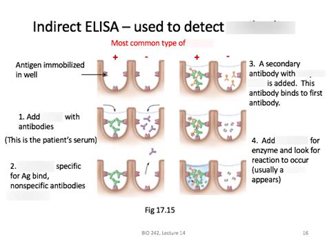 Elisa Test Quizlet